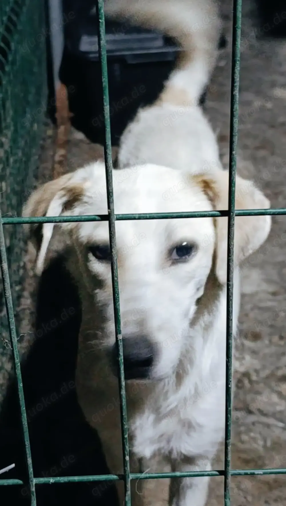 Sophia braucht ein liebevolles Zuhause für immer