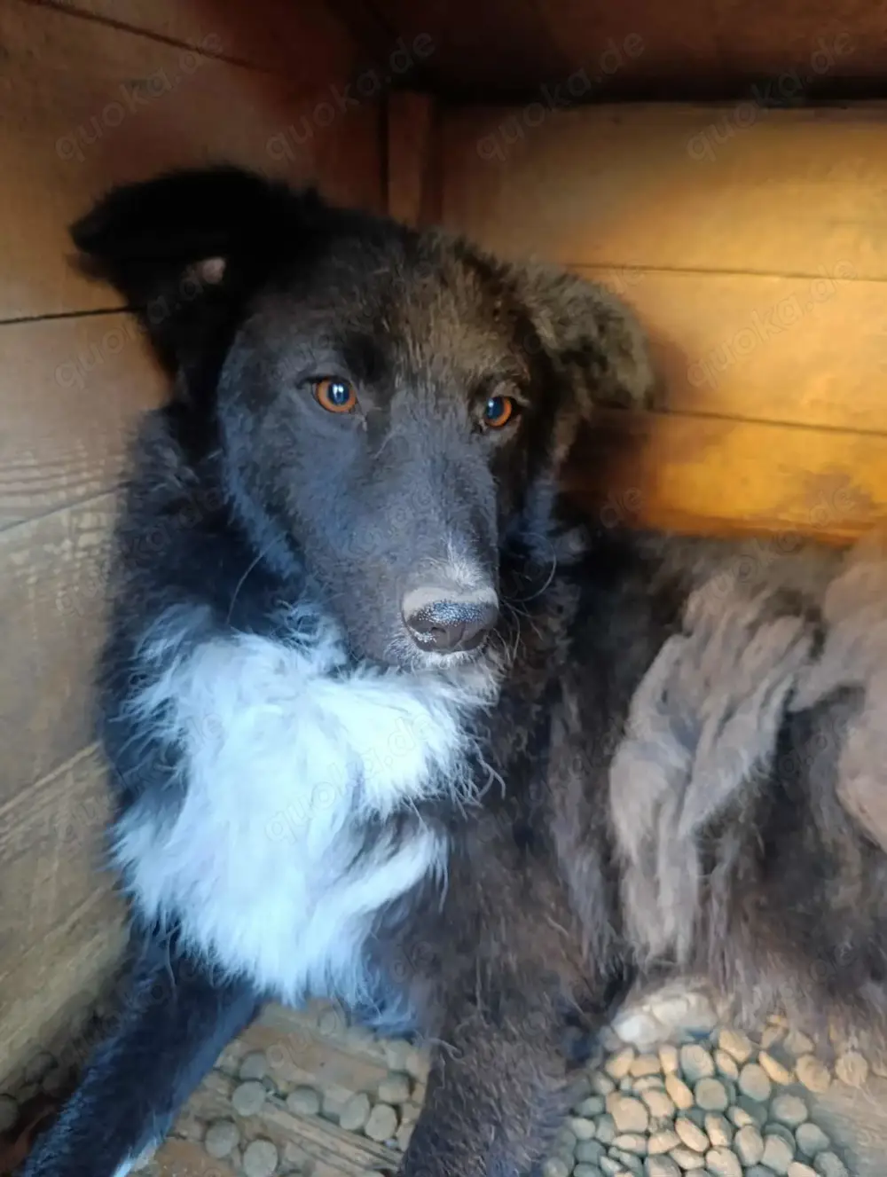 Marlen sucht immer noch ihr endgültiges Zuhause