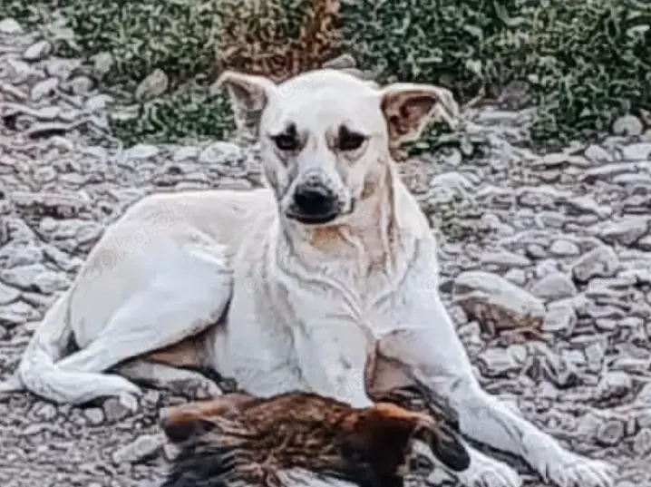 Jasmin - soll sie deine Begleiterin sein?