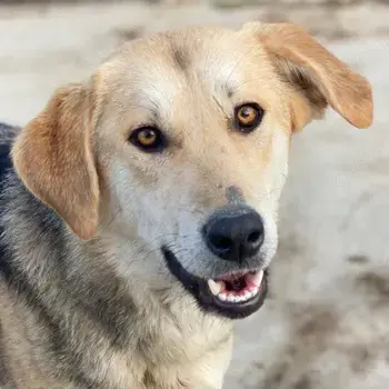 Ciri, geb. ca. 05 2024, lebt in GRIECHENLAND, auf einer privaten Pflegestelle 