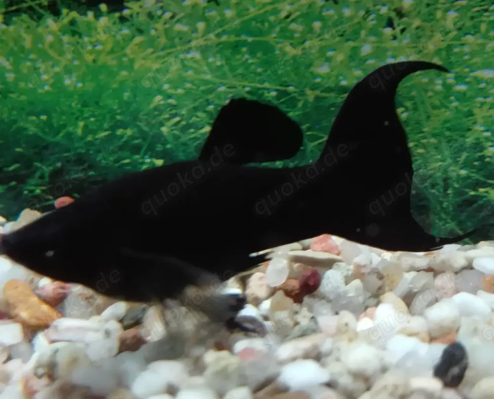 Black Molly
