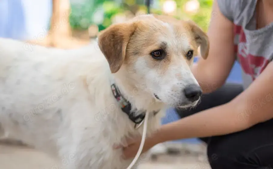 Semmerl wartet auf seine Chance			