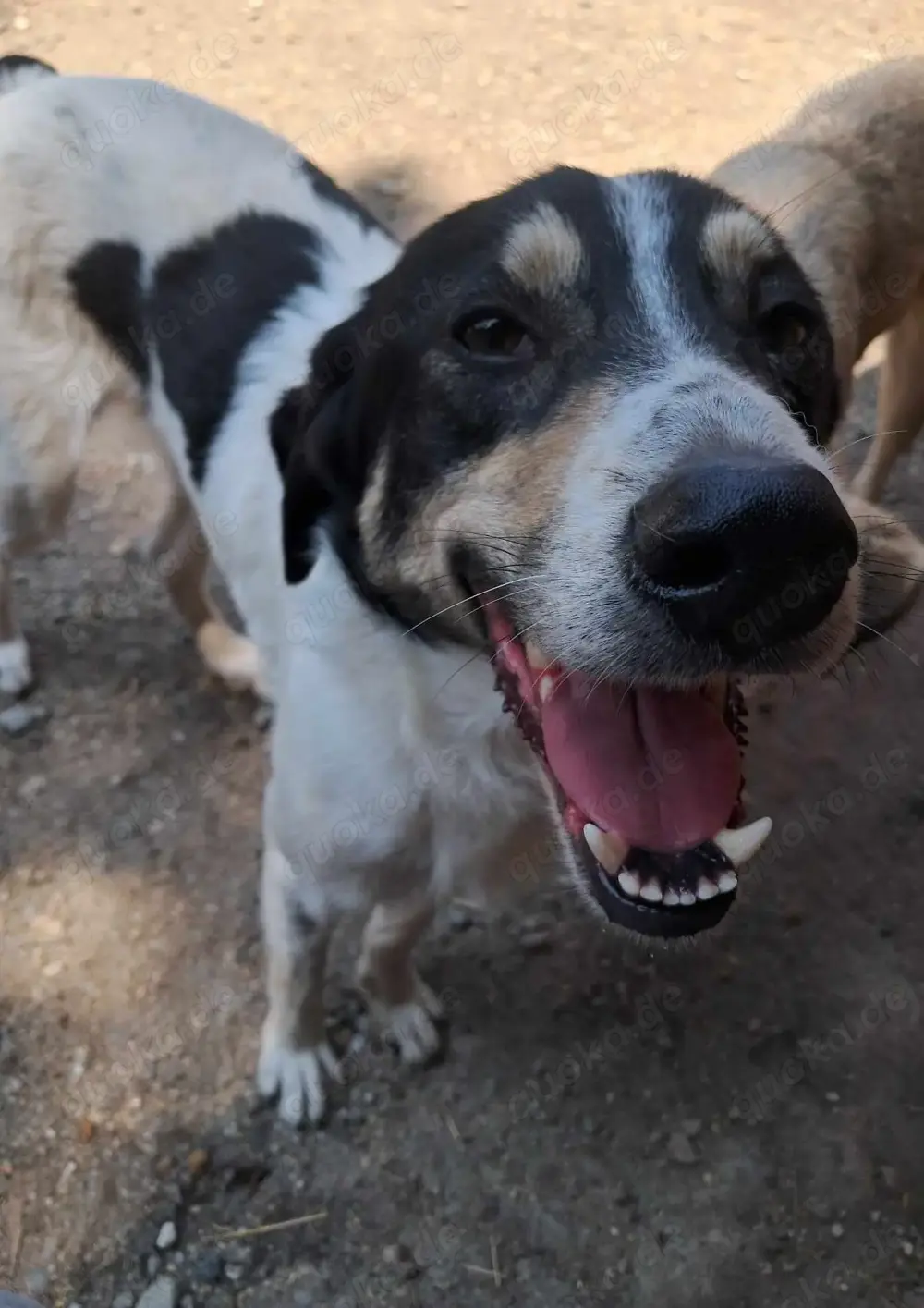 Monty sucht SEINE Menschen