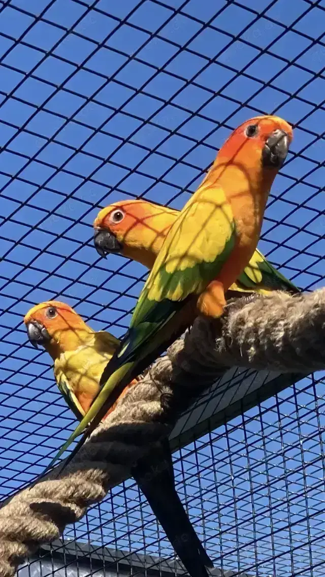 Vögel Sonnensittiche 