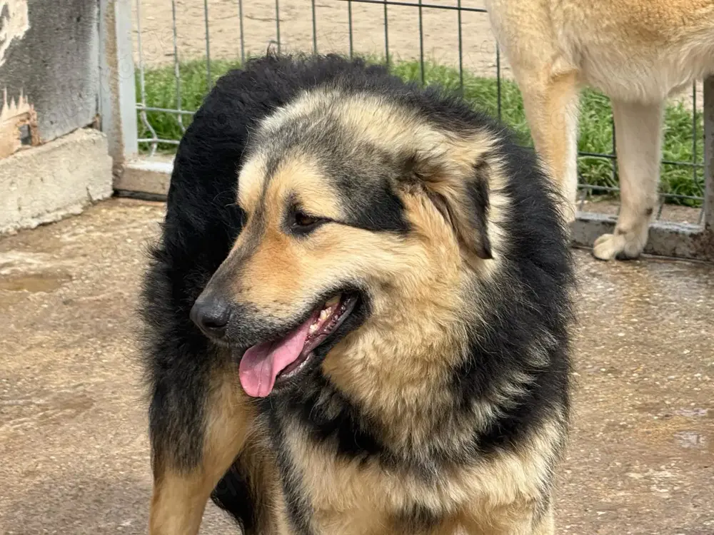 Rüde 028403 stellt sich vor