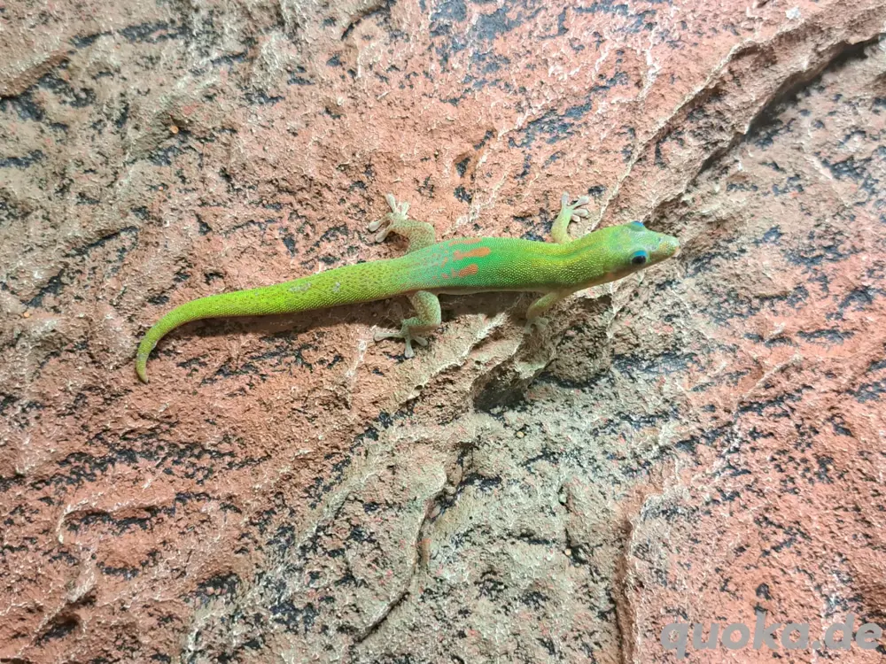 Goldstaub Taggecko