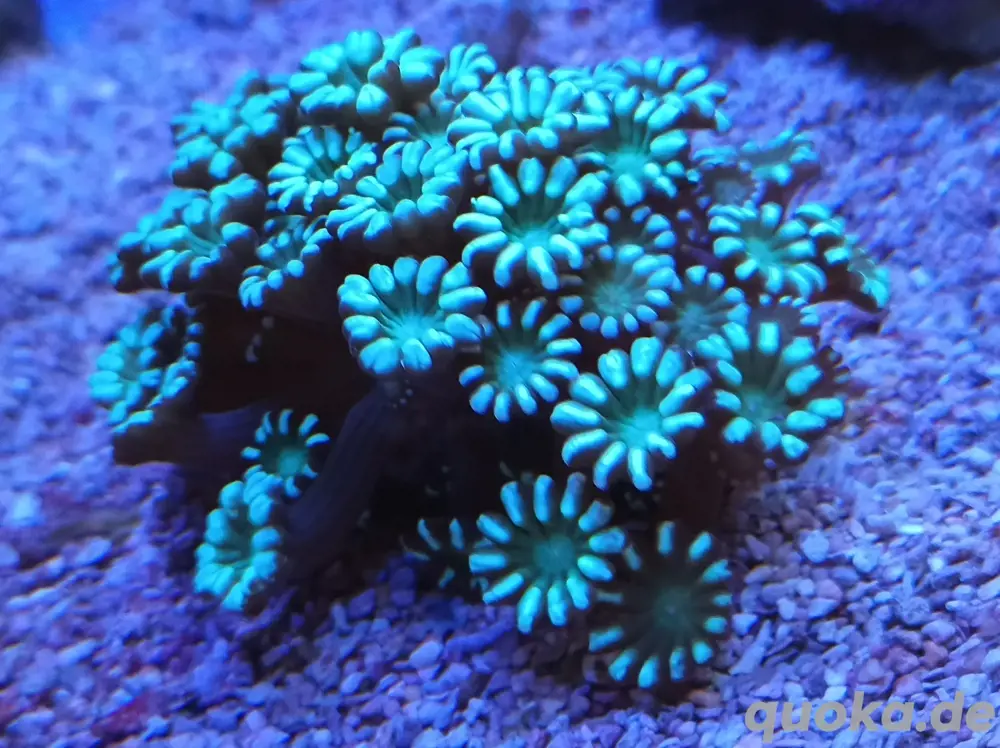 Meerwasser SPS LPS Korallen