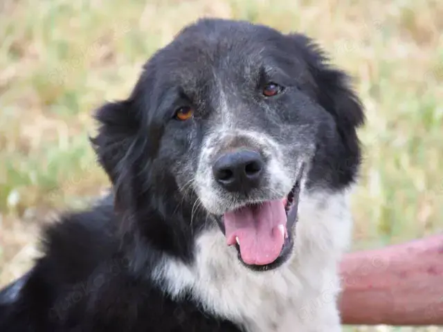 Angela sucht ihr Zuhause (noch auf Sardinien)