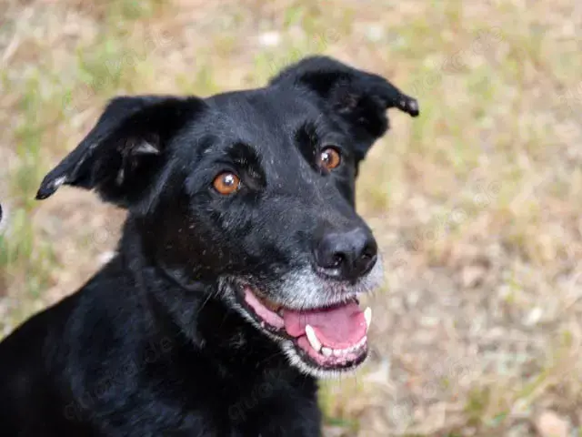 Zeus sucht sein Zuhause (noch auf Sardinien)