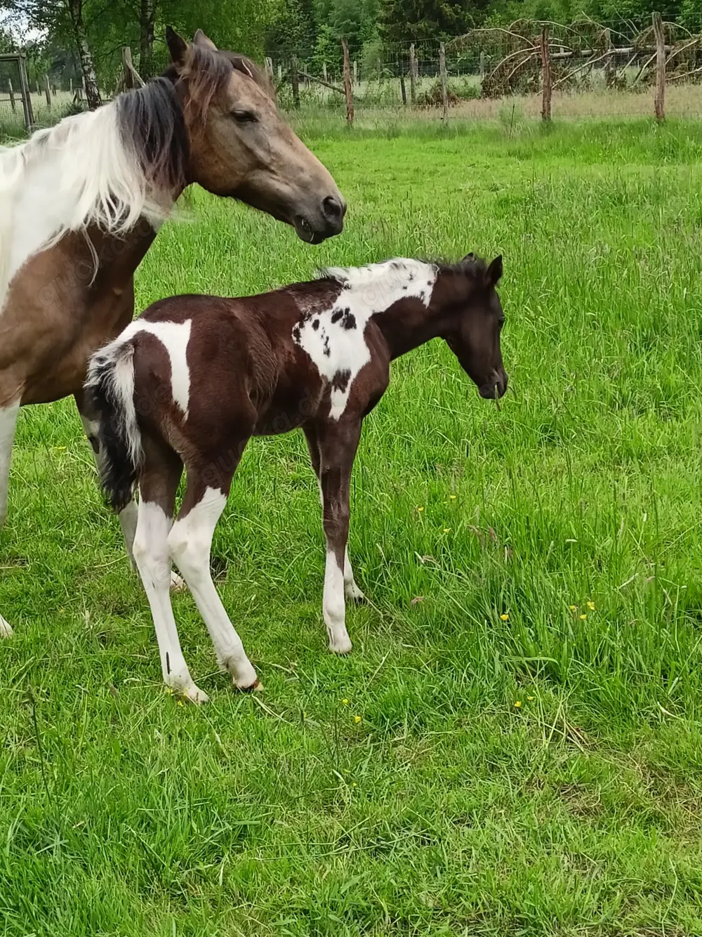 Biete Weideplatz in Offenstall bzw. Weideplatz für Pony oder Kleinpferd