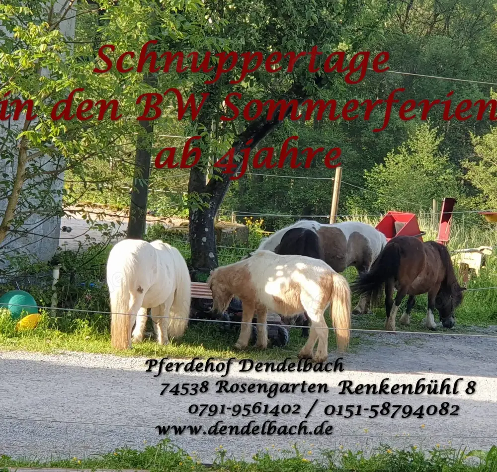 Schnuppernachmittag mit unseren Ponys in PLZ 74538