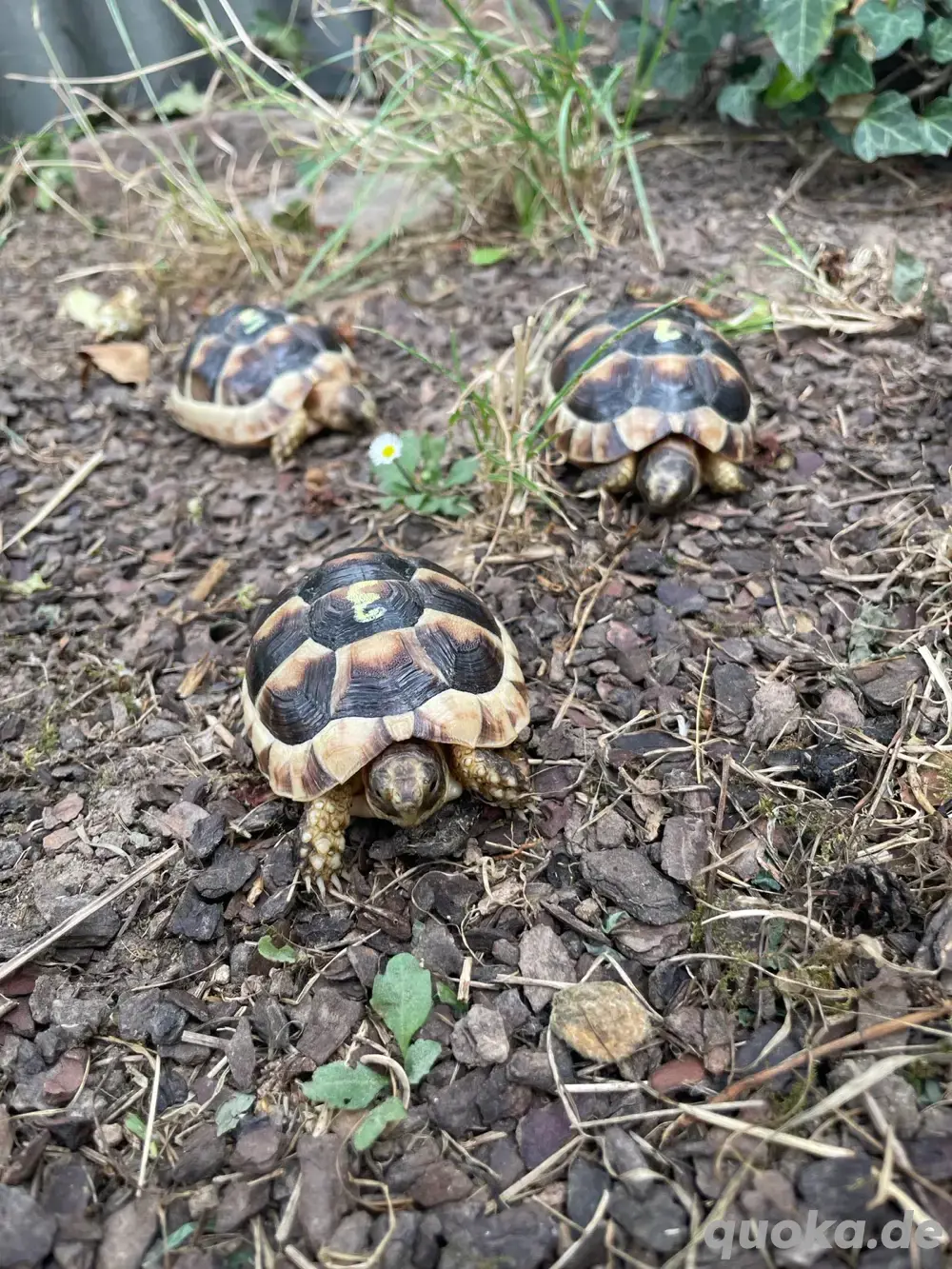 Breitrandschildkröten (Testudo marginata) , NZ 2024, zu verkaufen