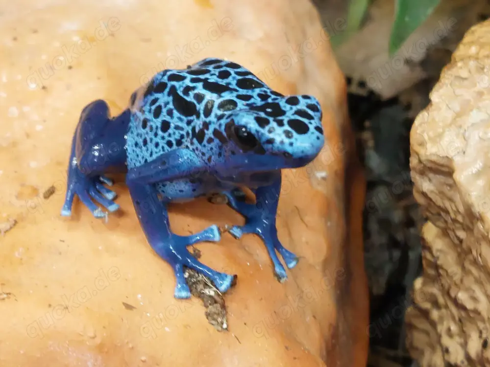 Dendrobates tinctorius 'azureus'  (Pfeilgiftfrösche - Dendrobaten)