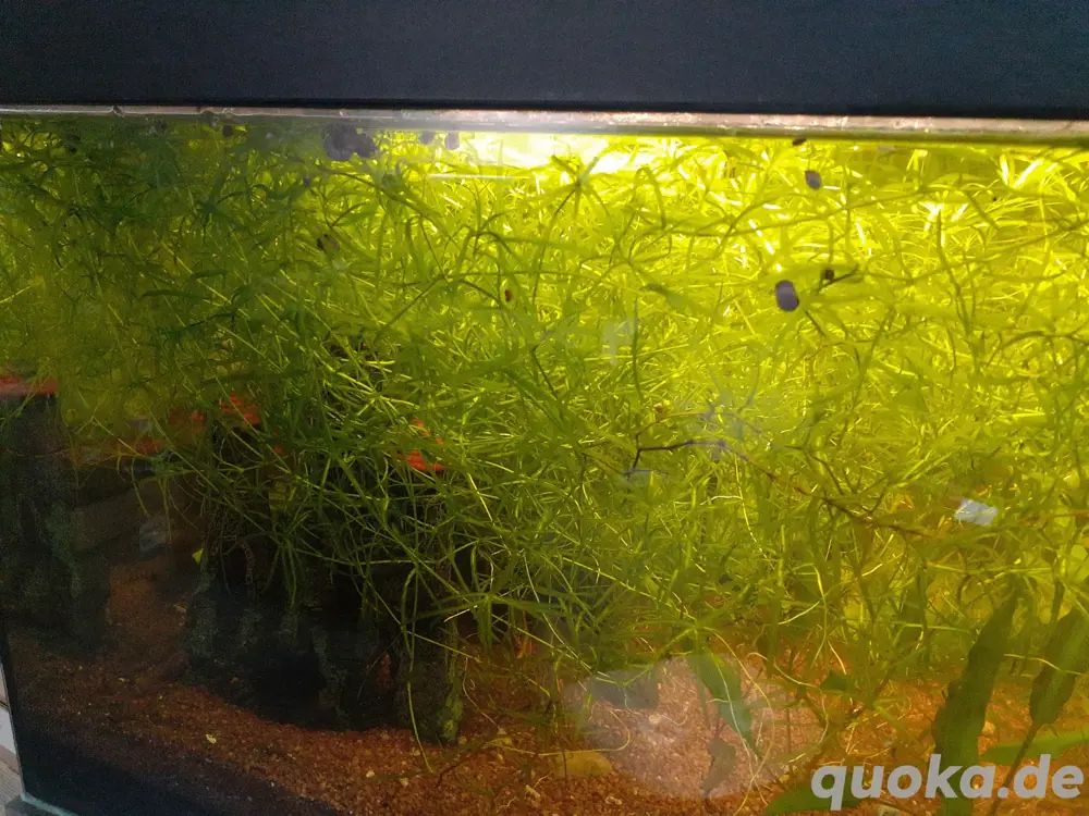 Nixkraut Aquariumpflanze