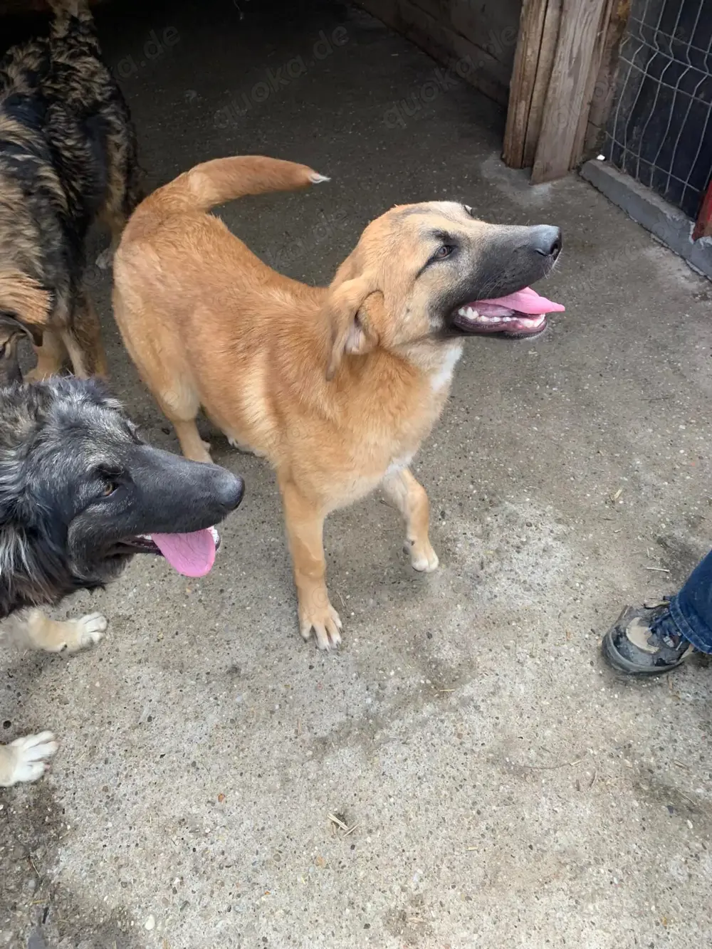 Hier kommt die tolle Rena!