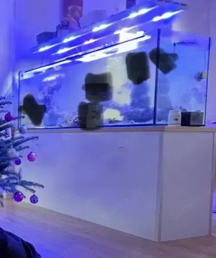 Meerwasser Aquarium Meerwasseraquarium 