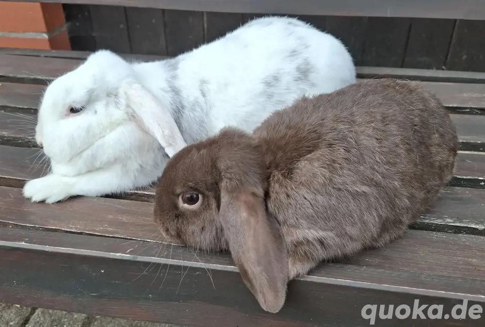Zwergkaninchen  Pärchen 