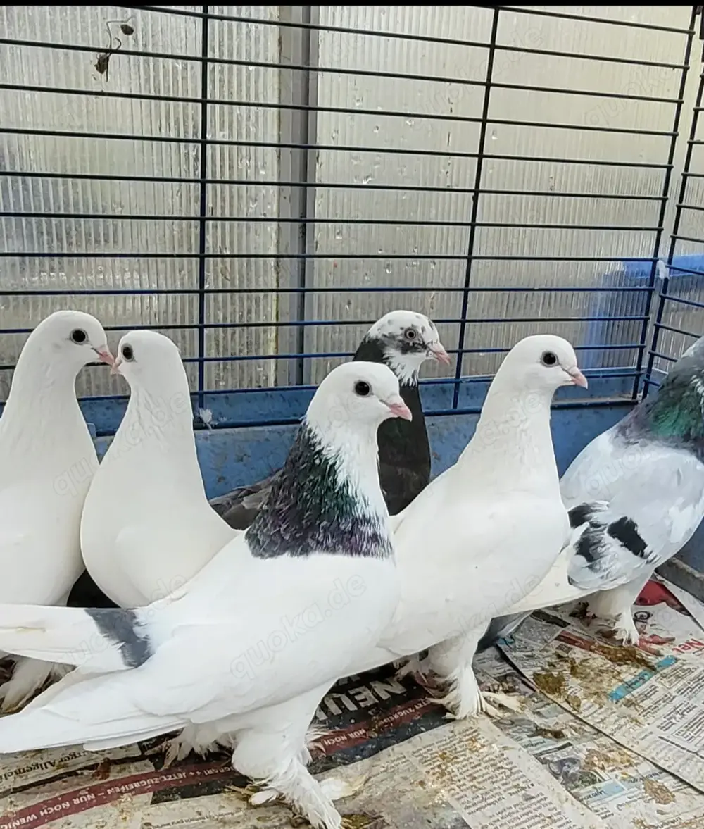 Tadschikischi hochflige Spieltauben. 