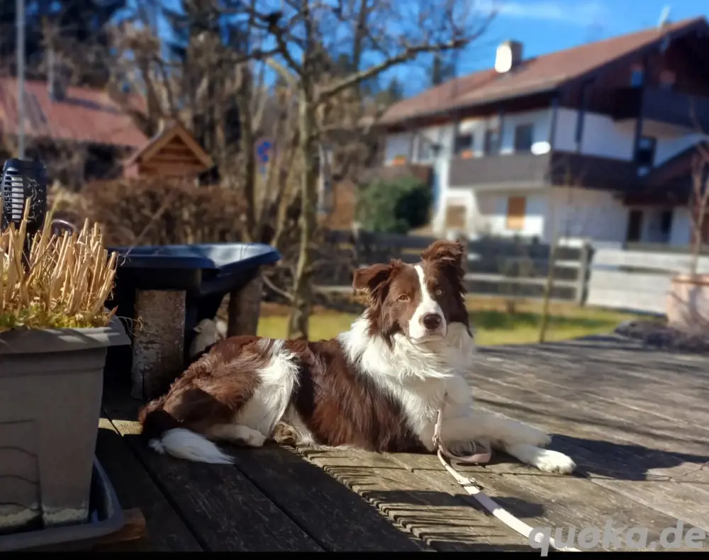 Deckrüde Border collie 