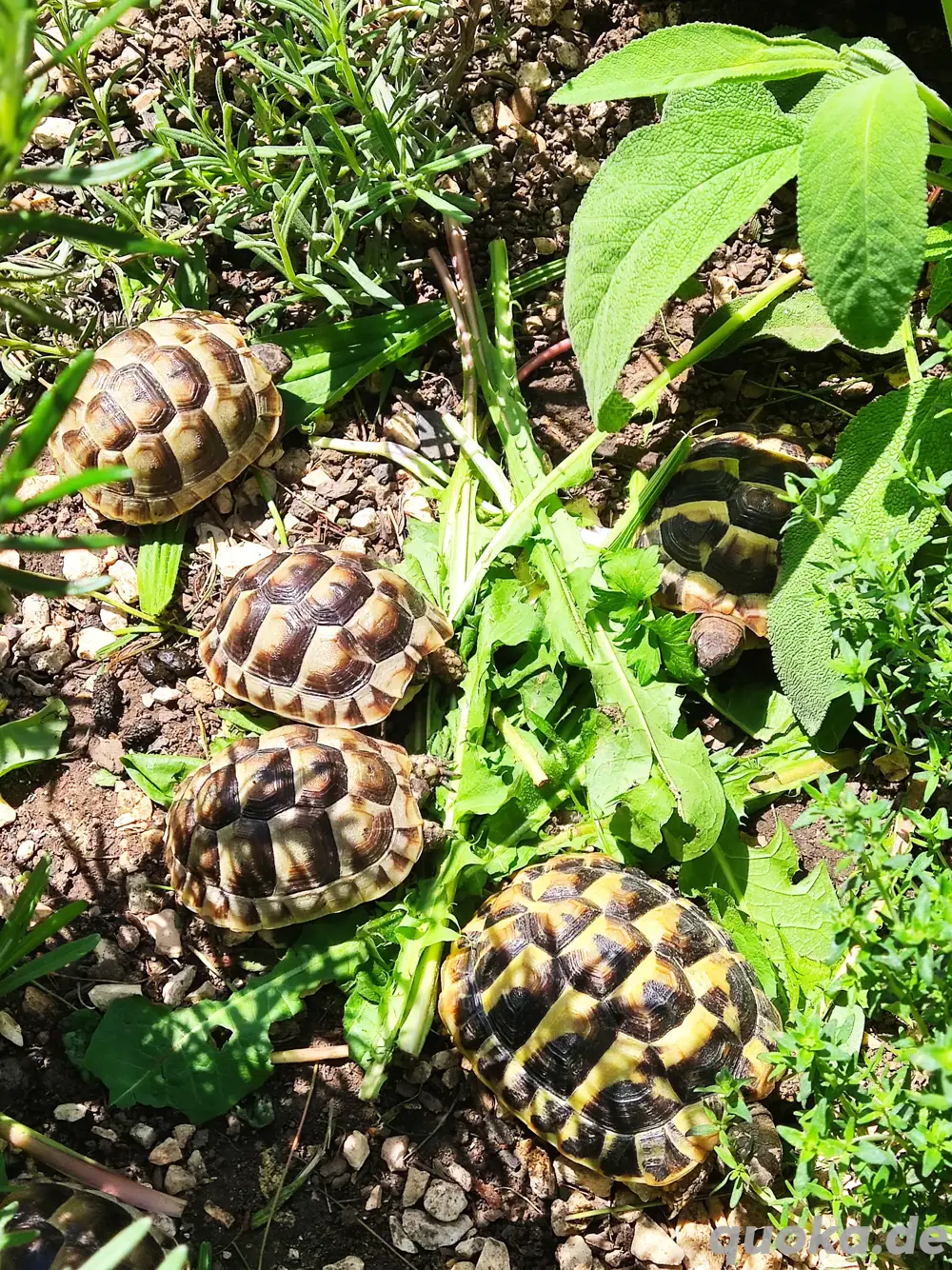 Testudo Graeca 2025