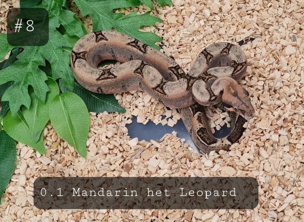 0.1 Mandarin het Leopard, Boa Constrictor Imperator 