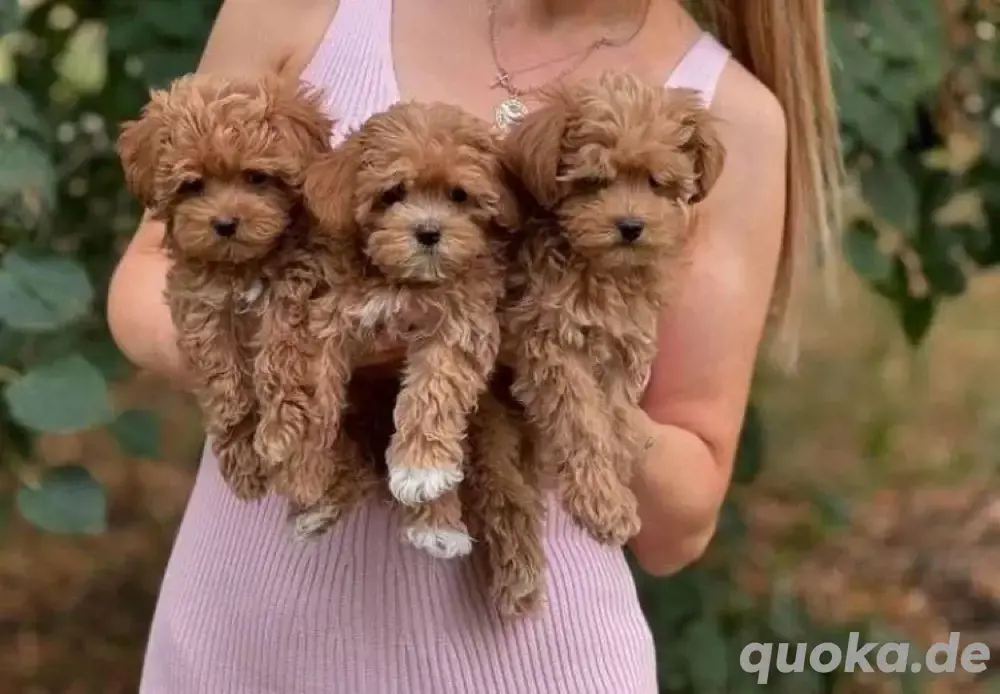Maltipoo mini welpen