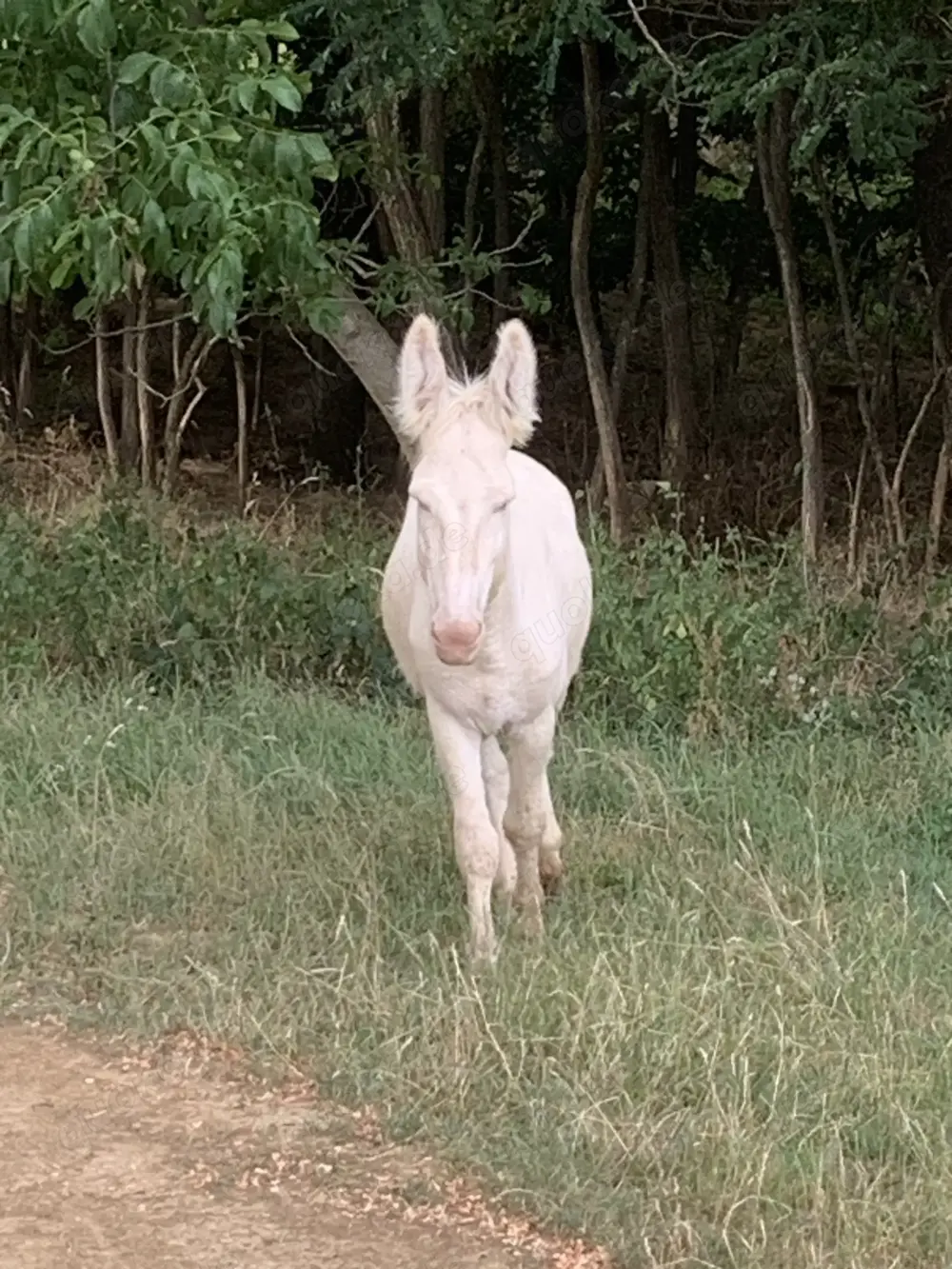 Wunderschöner Barockesel