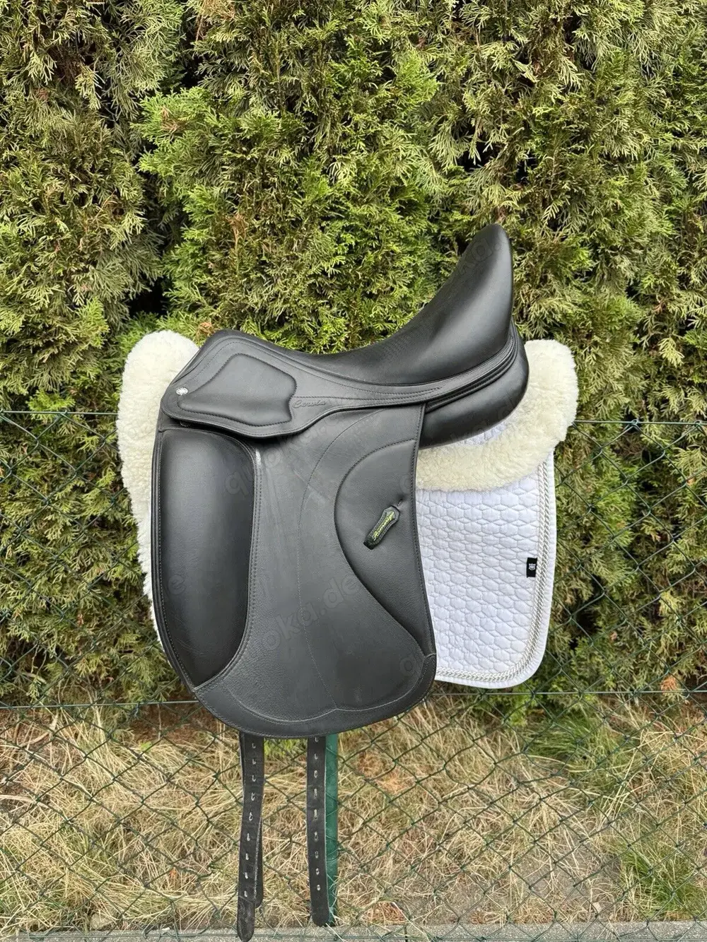 Amerigo Dressur Cervia II Pinerolo