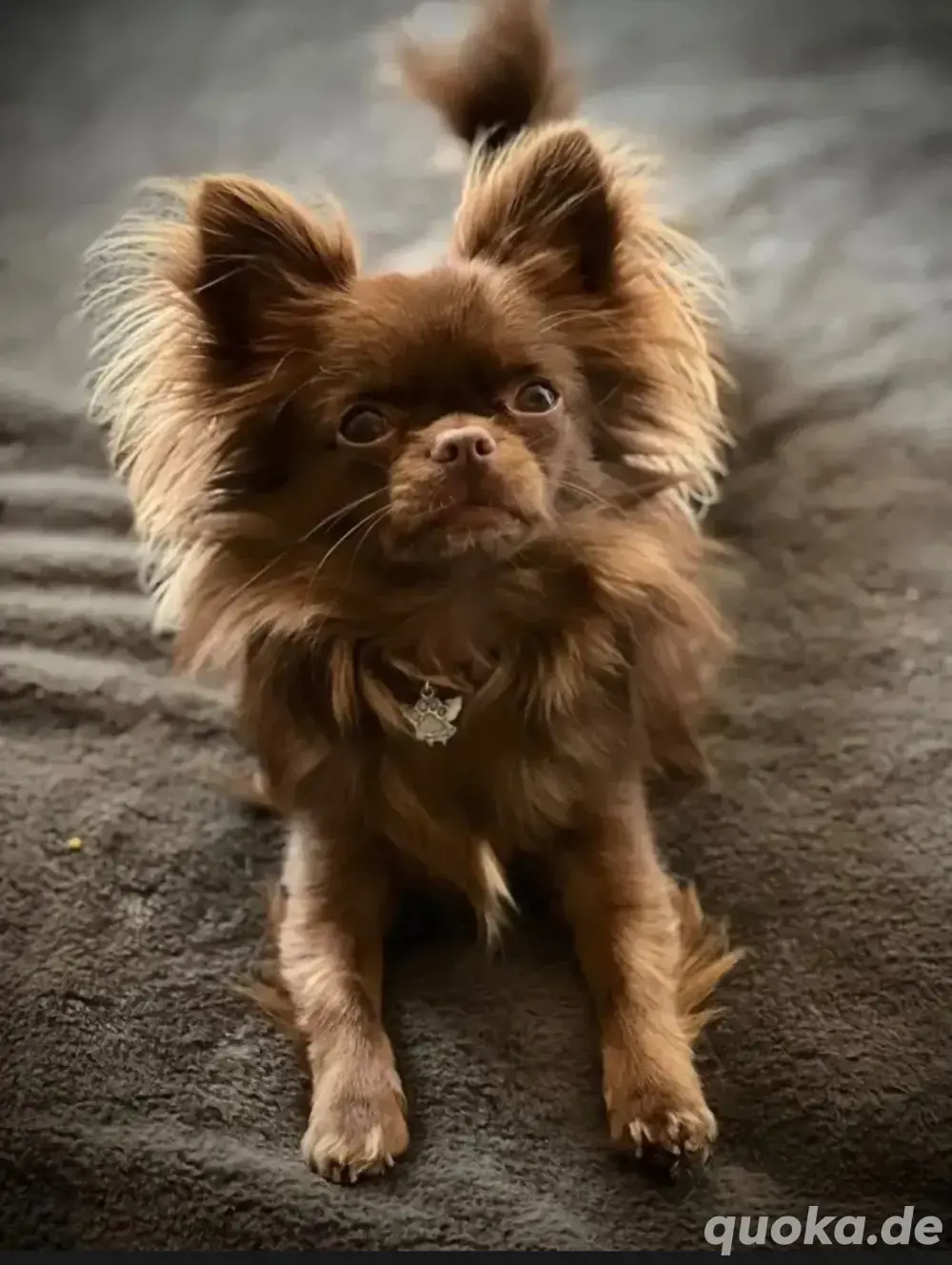 Chihuahua Deckrüde hat Termine frei