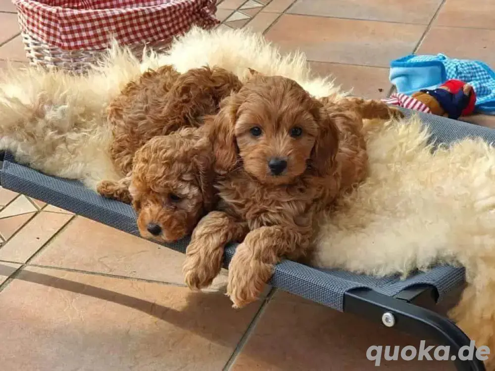 Cavapoo mini welpen