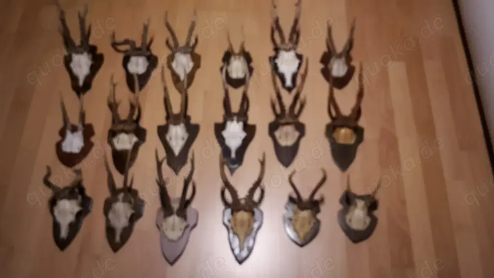 Hirsch- Rehgeweihe, Abwurfstangen, ua.