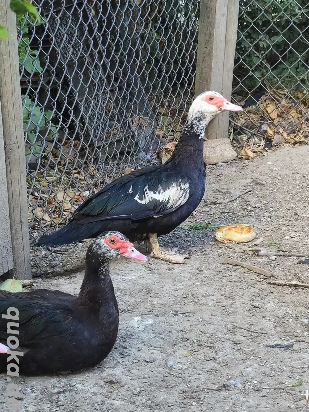 Enten (Warzenenten) abzugeben