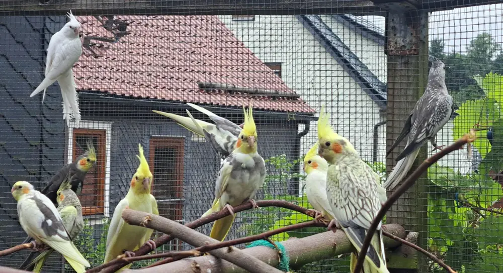 junge Nymphensittiche