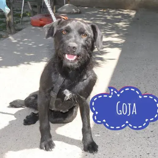 Goja, freundlicher, kluger und lieber Schnauzer Mischling