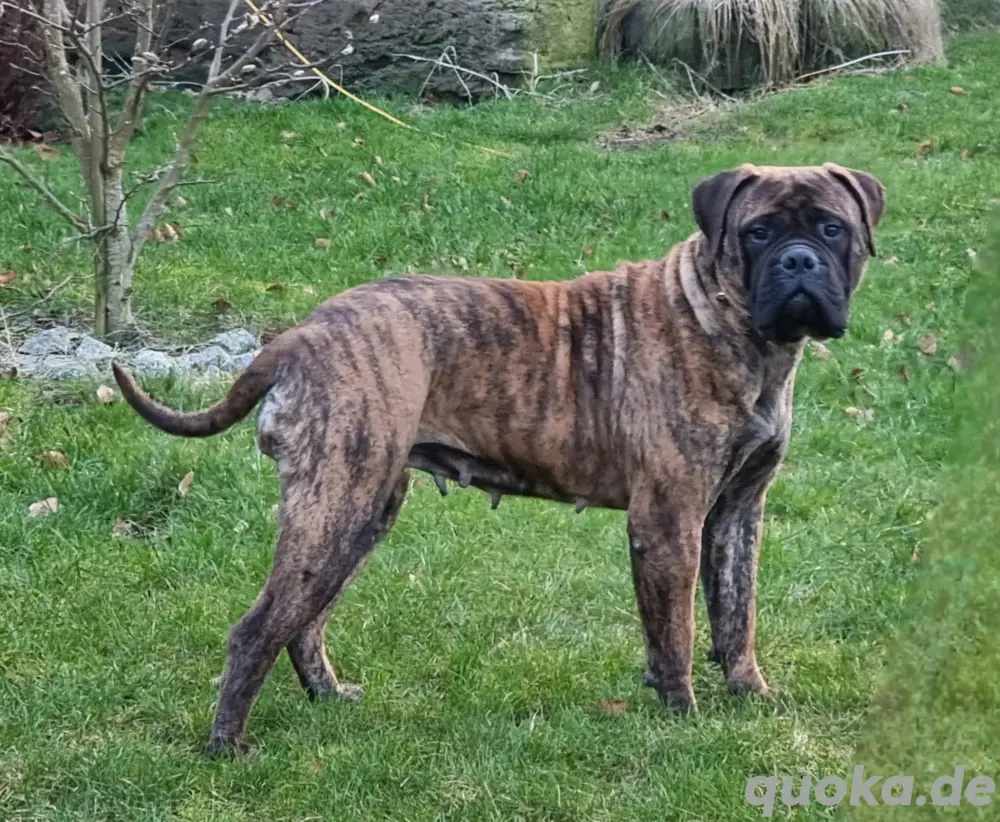 Gestromte Bullmastiff Hündin (FCI)