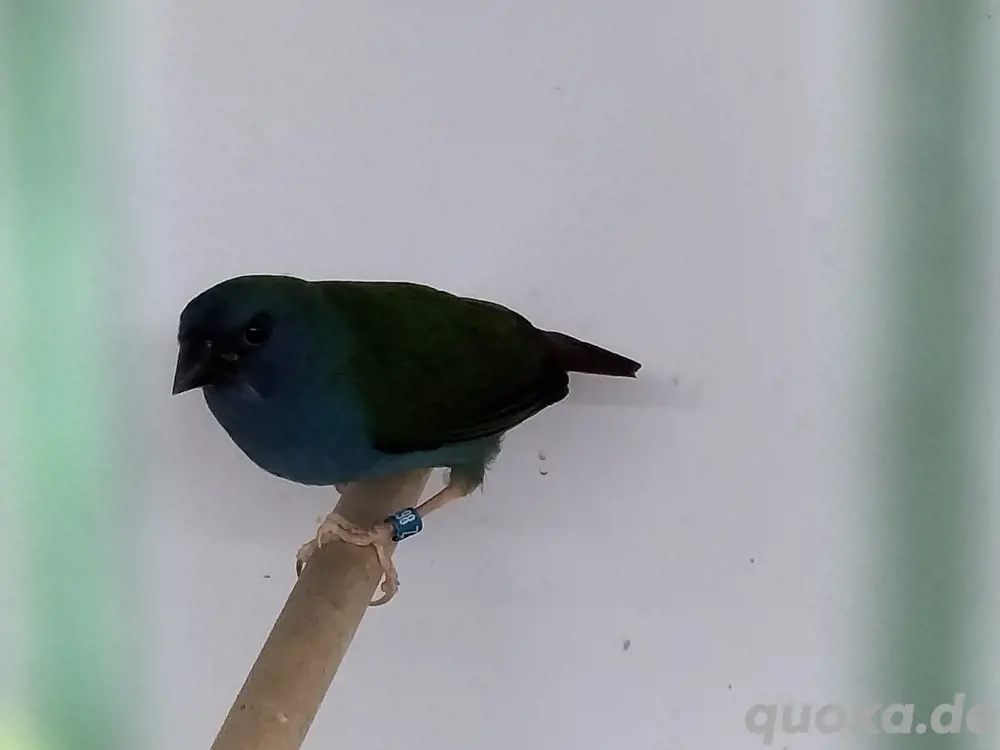 Forbes Papageiamadinen 