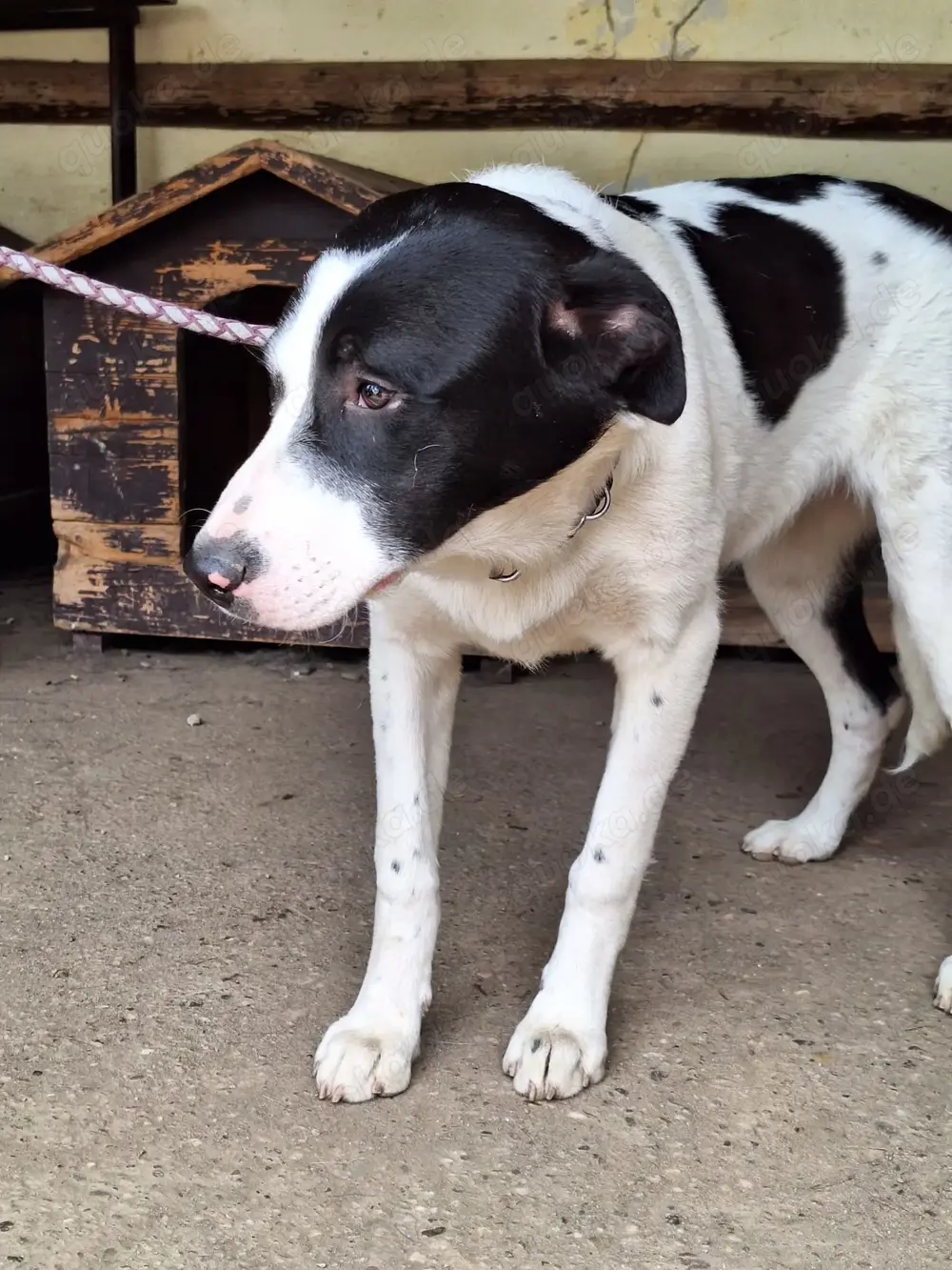 Hündin Nala stellt sich vor