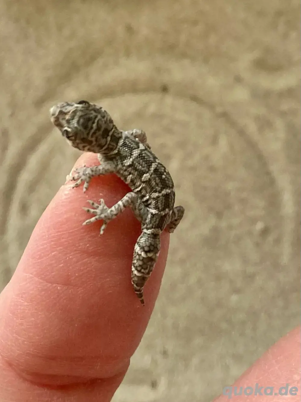 Viperngeckos, Hemidactylus imbricatus