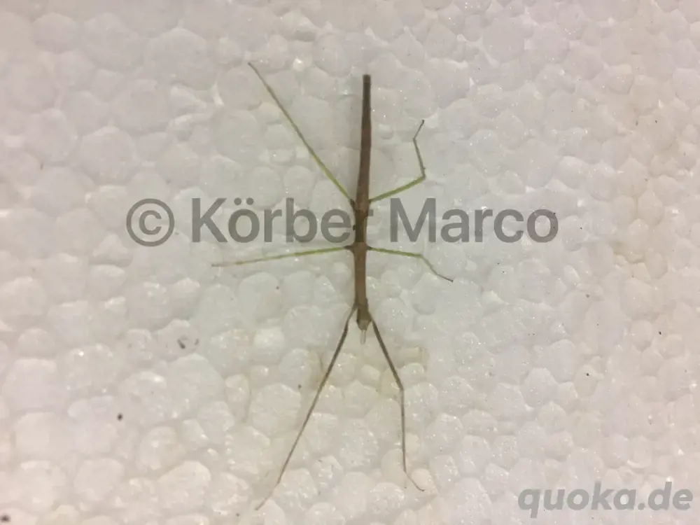 Annam Stabschrecken (Medauroidea extradentata)