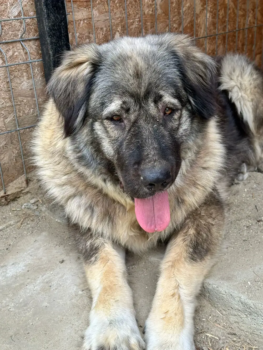 Heidi - sanfte Schönheit mit großem Herz sucht liebevolles Zuhause