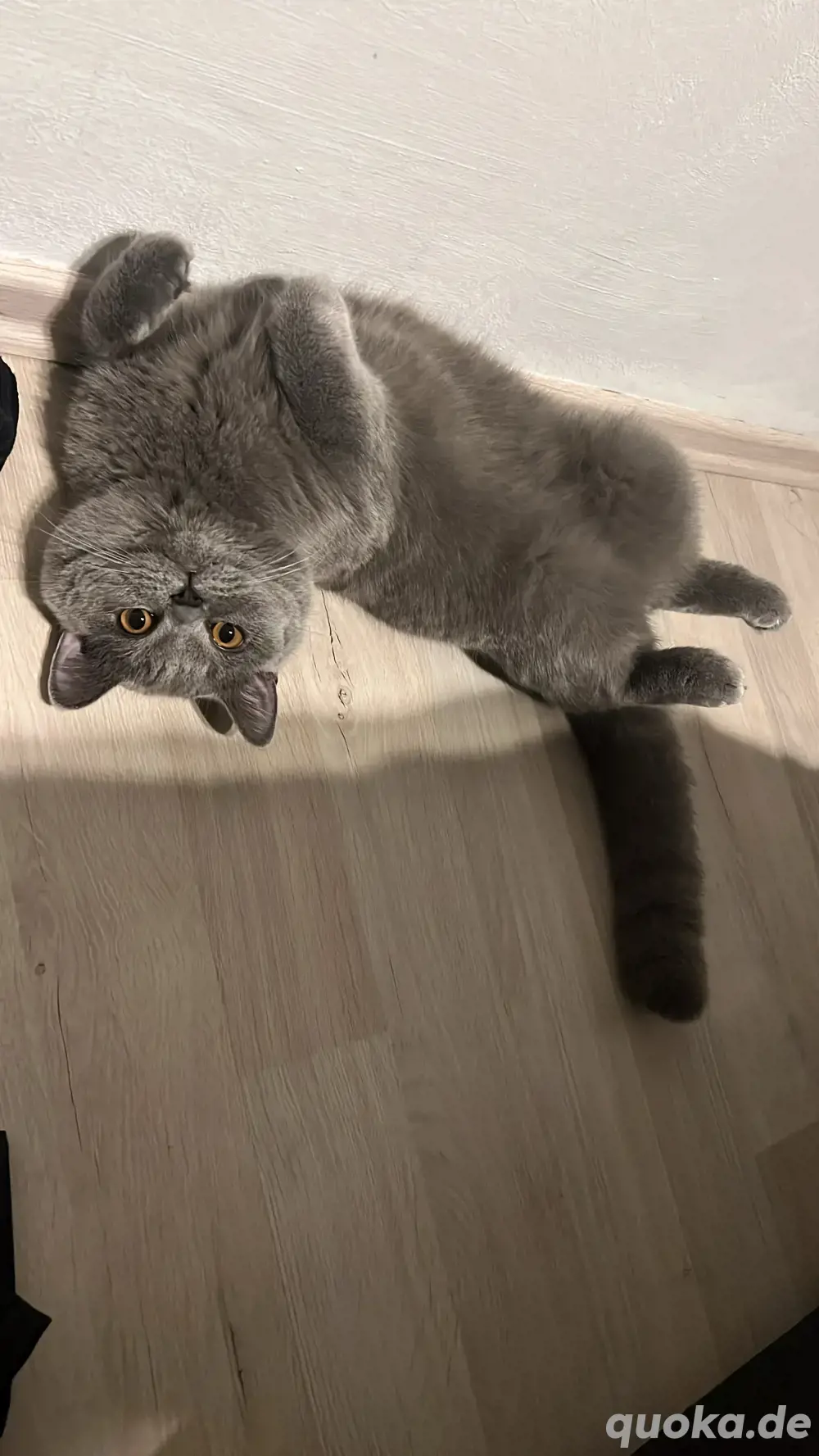 BKH Deckkater - KEIN Verkauf!!!