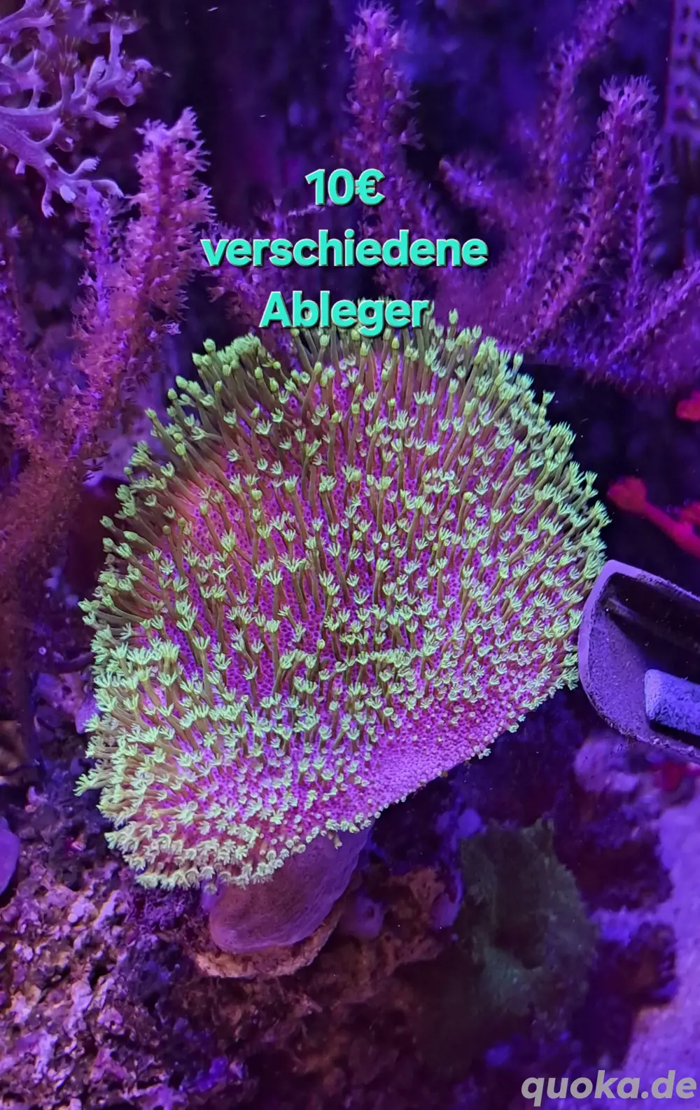 korallen Pilzlederkoralle Sarcophyton