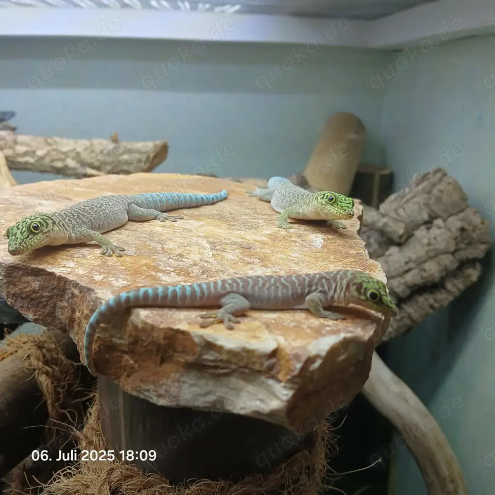 Phelsuma standingi (NZ 2024)