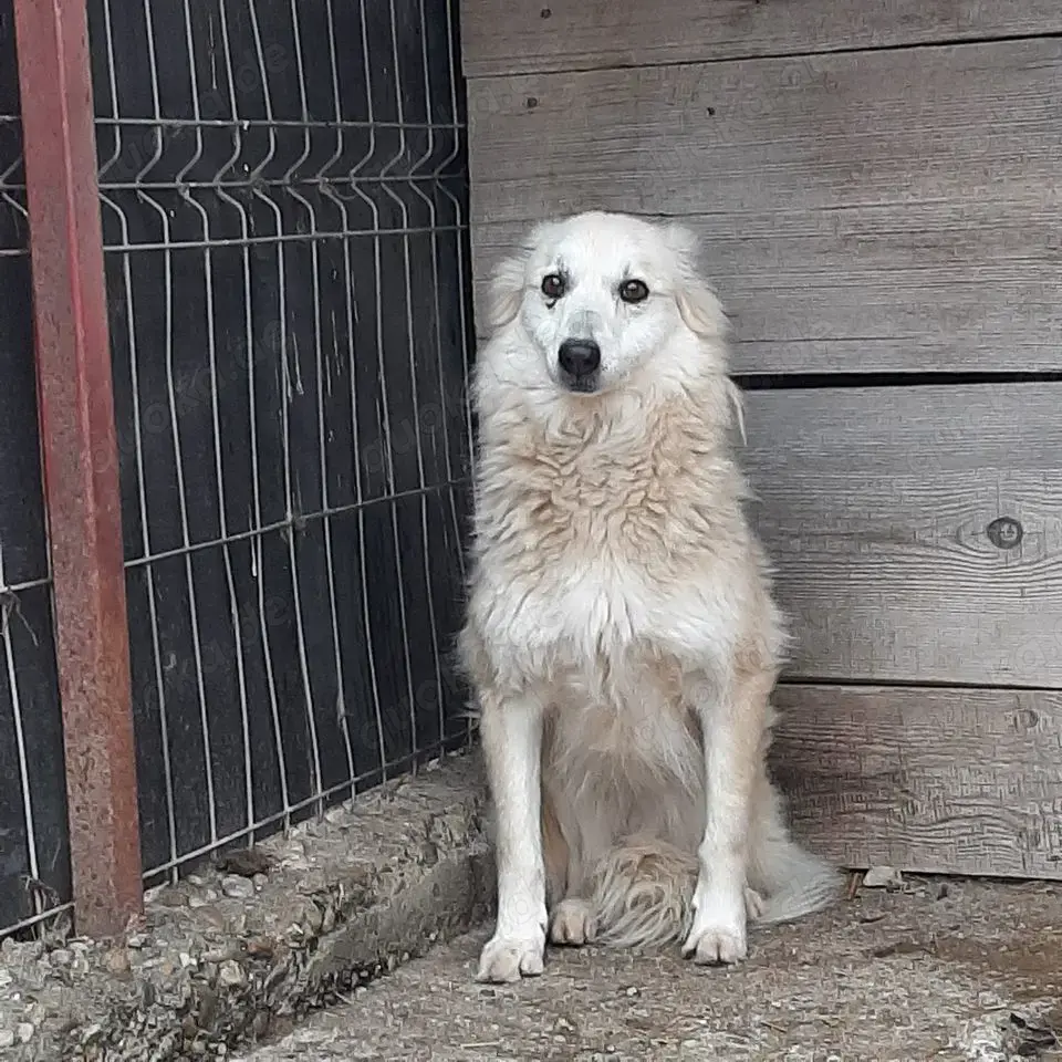 Hündin Josy sucht ihre Menschen