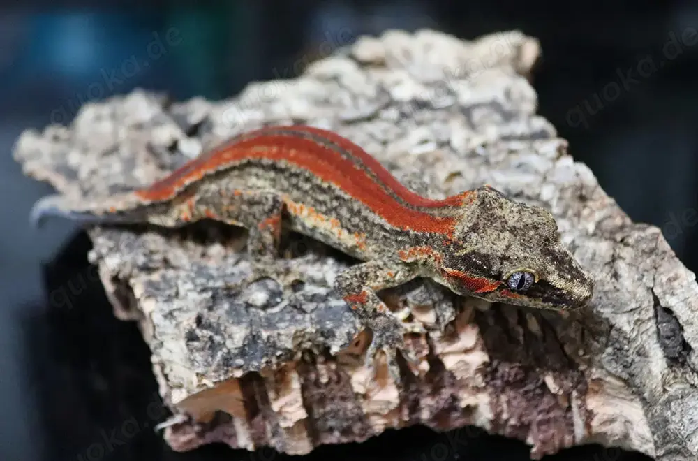 1.0 Auriculatus Red Orange Striped