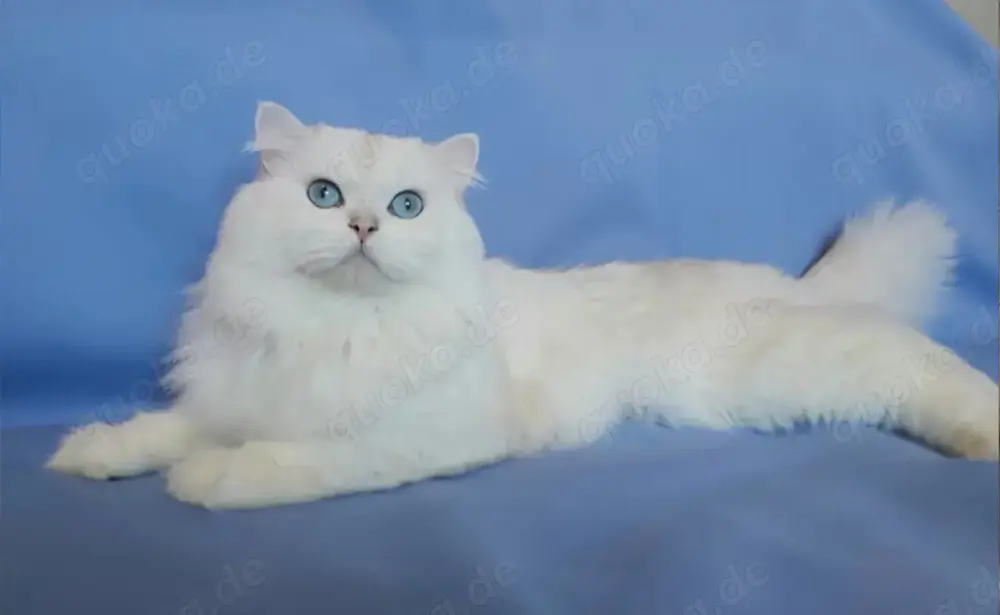 Wunderschöner BLH Deckkater seal silver shell mit Stammbaum