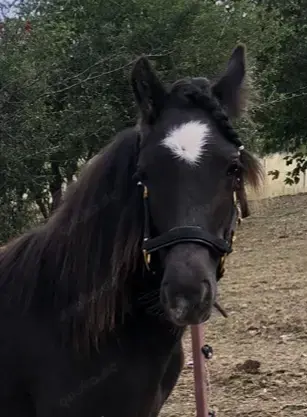 Welsh B Tinker Mix & Minishetty Stuten abzugeben