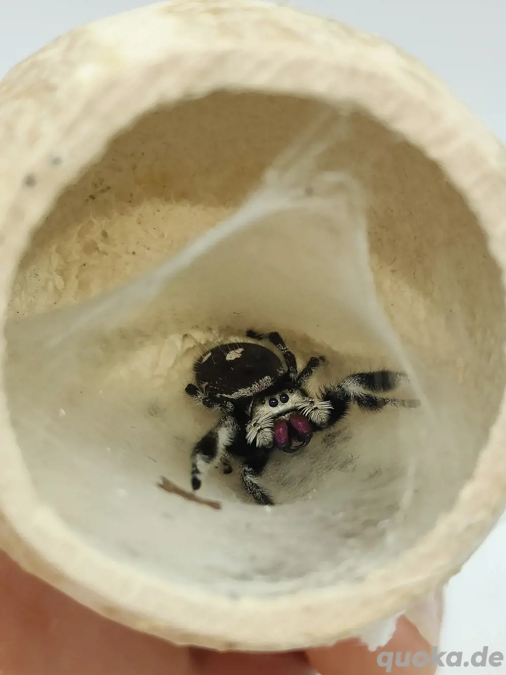 Phidippus regius "Apalachicola"
