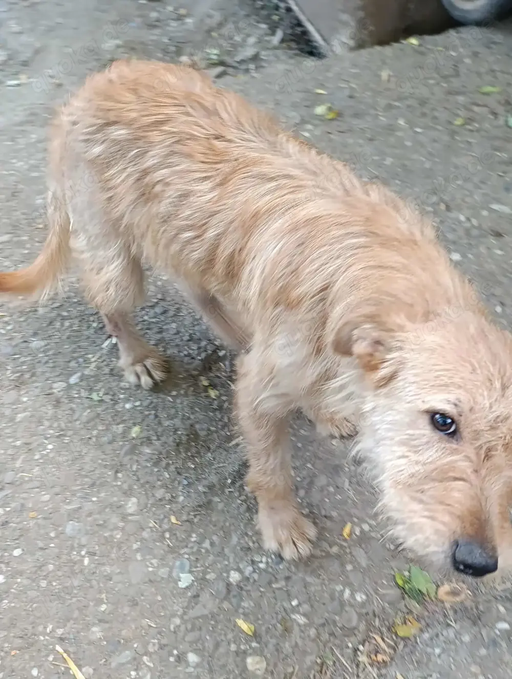 Elliot sucht seine Menschen für immer