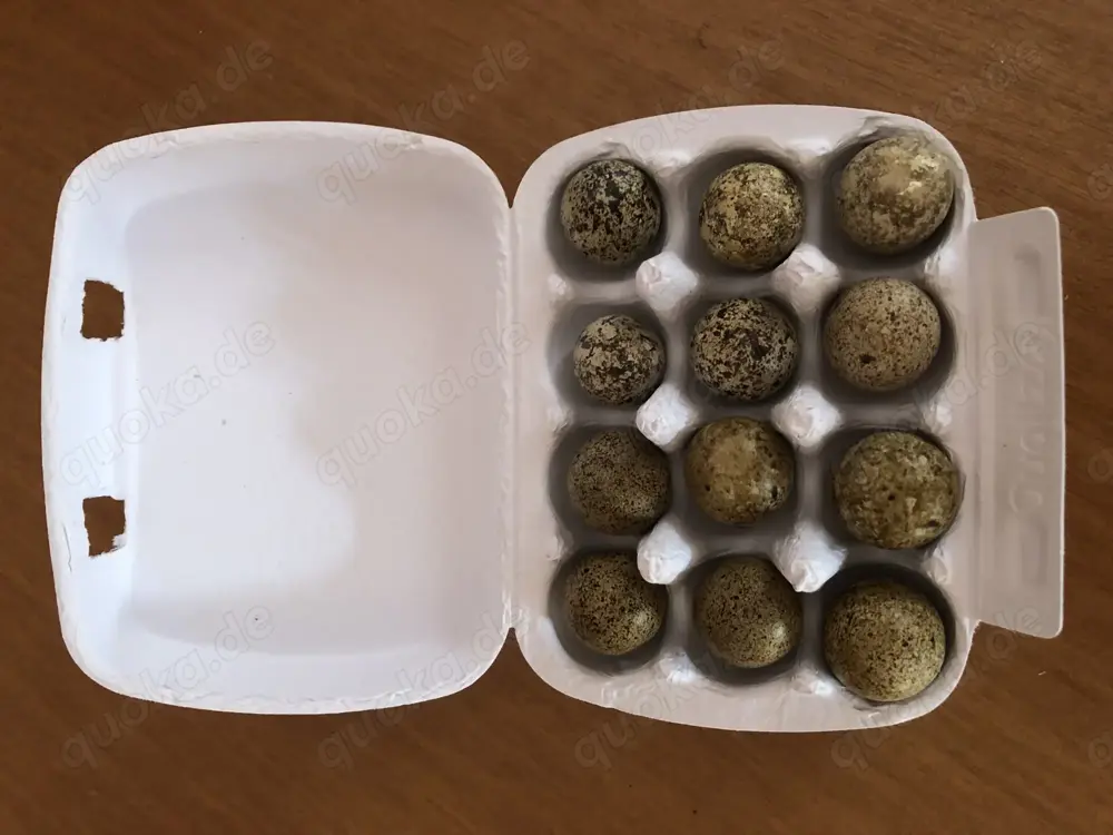 Bruteier Harlekinwachteln 